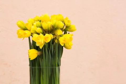 Yellow daffodils Background Stock Photos