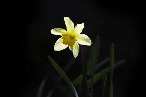 Yellow daffodils on black background Фото