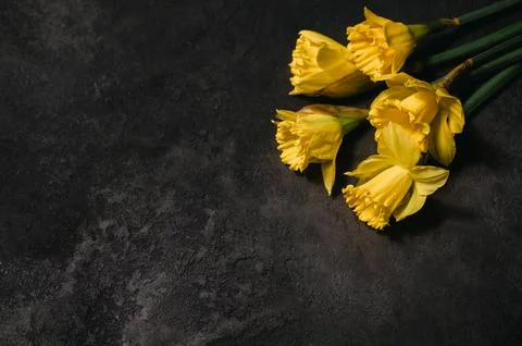 Yellow daffodils on black rustic background. easter background with place for Stock Photos