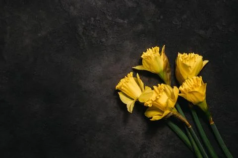 Yellow daffodils on black rustic background. easter background with place for Stock Photos