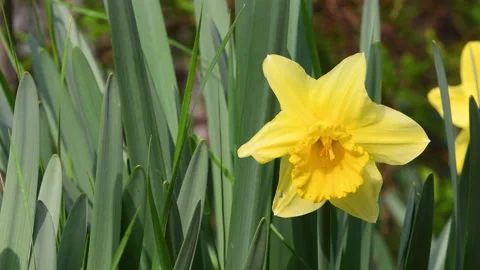 Yellow daffodils bloom in the garden or park Stock Footage 181545312