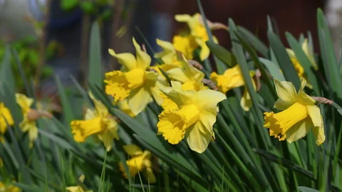 Yellow daffodils bloom in the garden or park. Stock Footage 181574306