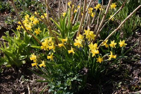 Yellow daffodils bloom Stock Photos