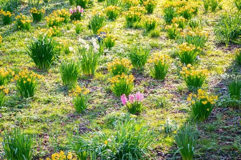 Yellow daffodils in bloom Stock Photos