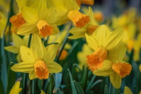 Yellow daffodils in bloom in the spring. Stock Photos