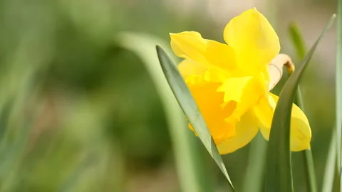 Yellow daffodils bloomed in the spring garden Stock-Footage 127496627