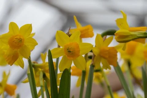 Yellow daffodils blooming, announcing arrival of spring season Stock Photos