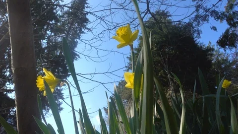 Yellow daffodils - blooming flowers in the spring garden. Natural background. Stock Footage 126283181