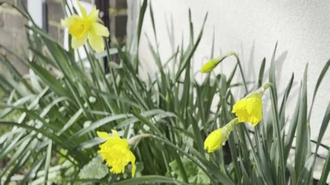 Yellow Daffodils Blooming Stock Footage 330914339