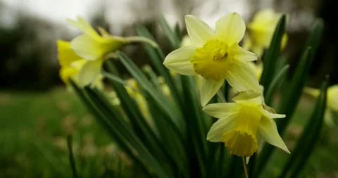 Yellow Daffodils Blooming in a Garden, Spring Meadow Flowers, Close Up Stock-Footage 340637346