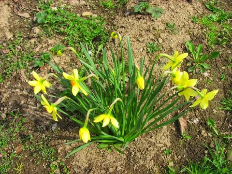 Yellow daffodils blooming in the ground in a spring garden Stock Photos