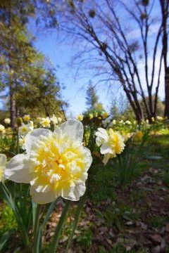 Yellow daffodils blue sky Stock Photos