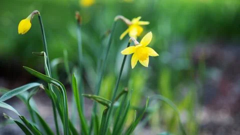 Yellow daffodils on a blurred background Stock Photos