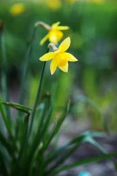 Yellow daffodils on a blurred background Stock Photos