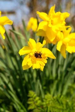 Yellow daffodils with bumblebee in the spring garden. Stock Photos