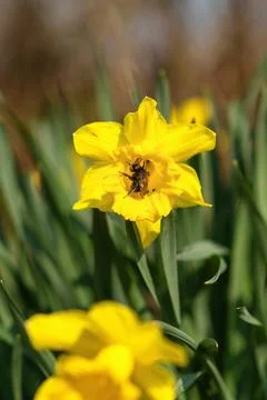 Yellow daffodils with bumblebee in the spring garden. Stock Photos