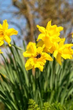 Yellow daffodils with bumblebee in the spring garden Stock Photos