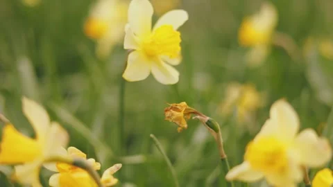 Yellow daffodils close up Stock-Footage 250190650