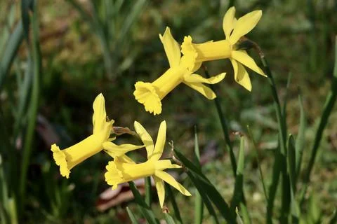 Yellow daffodils close up Stock Photos