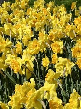 Yellow daffodils close up Stock Photos