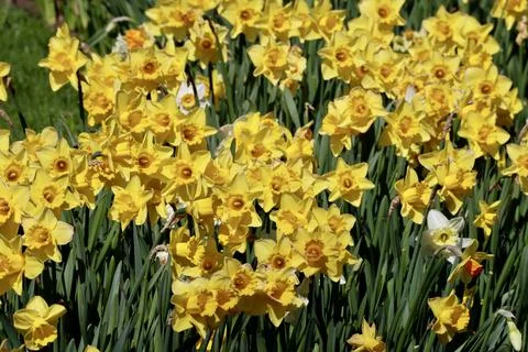 Yellow daffodils close up Foto stock