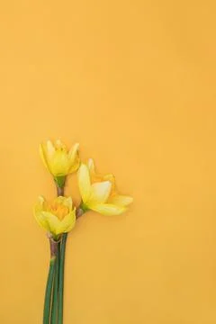 Yellow daffodils with copy space, spring flowers Stock Photos