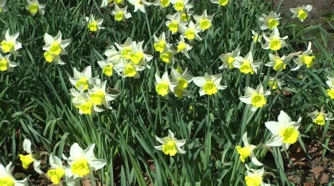 Yellow daffodils dancing in spring breeze Stock Footage 48469150