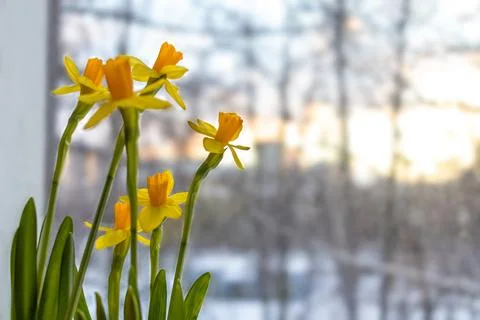 Yellow daffodils in early spring by window against background of melting snow Stock Photos