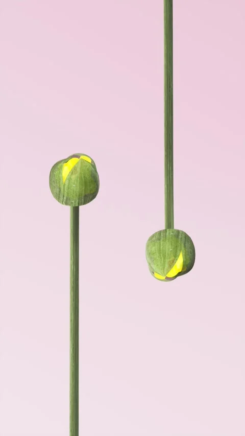 Yellow Daffodils Emerging and Smoothly Blooming Towards Camera on Pink Mini.. Vídeo Stock 338276511