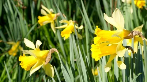 Yellow Daffodils Field Background, Blooming Bright Nature Flowers Field Stock Footage 90405114