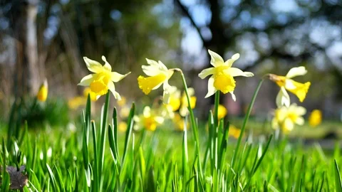Yellow Daffodils Field Background, Bright Yellow Green Plants Flowers Blooming Stock Footage 92763783