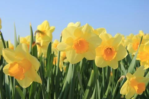 Yellow daffodils in a field Foto stock