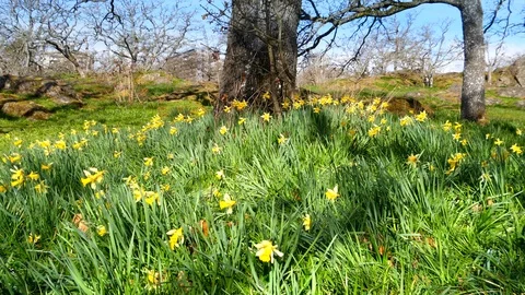 Yellow Daffodils Field Spring Background Landscape, Bright Floral Yellow Green Video stock 94314072