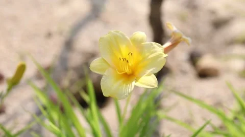 Yellow daffodils flower in spring Stock-Footage 310079658