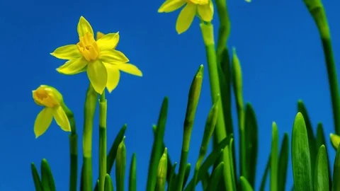 Yellow Daffodils flowers blooming in time lapse Stock Footage 77647359