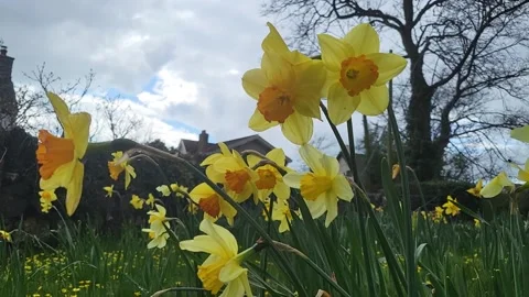 Yellow daffodils flowers Spring time Stock Footage 239610807