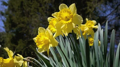 Yellow Daffodils Video stock 1217433