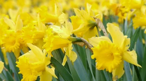 Yellow daffodils 動画素材 10844437