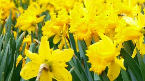 Yellow daffodils Stockbeeldmateriaal 12508362