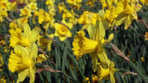 Yellow daffodils Stock Footage 22770212
