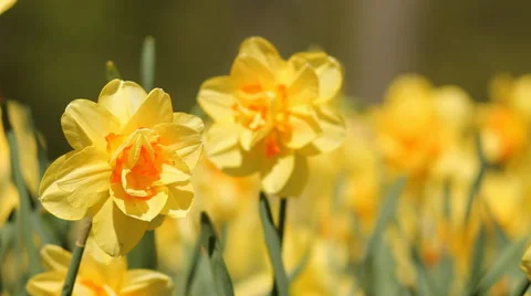 Yellow daffodils. Stock Footage 58147216