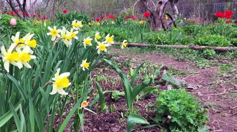 Yellow daffodils Stock Footage 67298107
