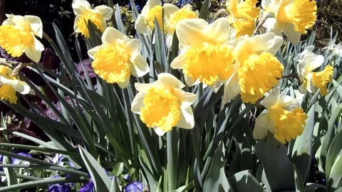 Yellow Daffodils. Stock Footage 103810026