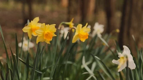 Yellow Daffodil's Vídeo Stock 127022551