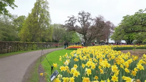 Yellow Daffodils Video stock 313563917