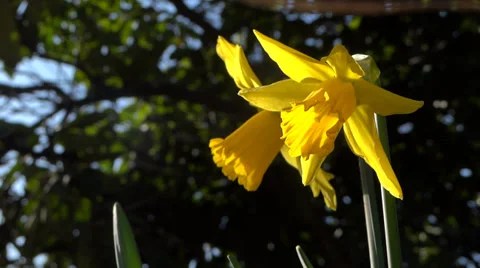 Yellow Daffodils In Forest - Spring Flowers - 140 Vidéo 36513094