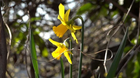 Yellow Daffodils In Forest - Spring Flowers - 139 - Close Loop Vidéo 36513383