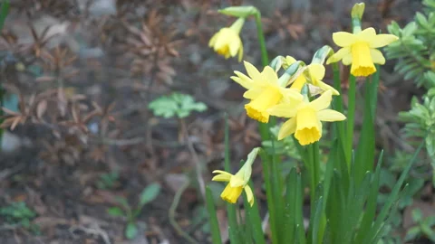 Yellow daffodils gently trembling in the wind. Stock Footage 304843128