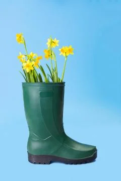 Yellow daffodils in gum boot Foto stock
