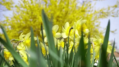 Yellow Daffodils have bloomed in the Recreation Park. Video stock 239242588